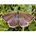 Chalkhill Blue Lysandra coridon 15 eggs